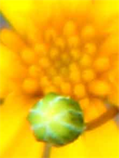 Flora Professional Photography